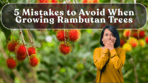 5 Mistakes to Avoid When Growing Rambutan Trees