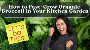 How to Fast-Grow Organic Broccoli in Your Kitchen Garden