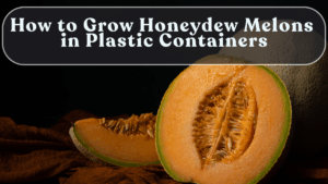 How to Grow Honeydew Melons in Plastic Containers