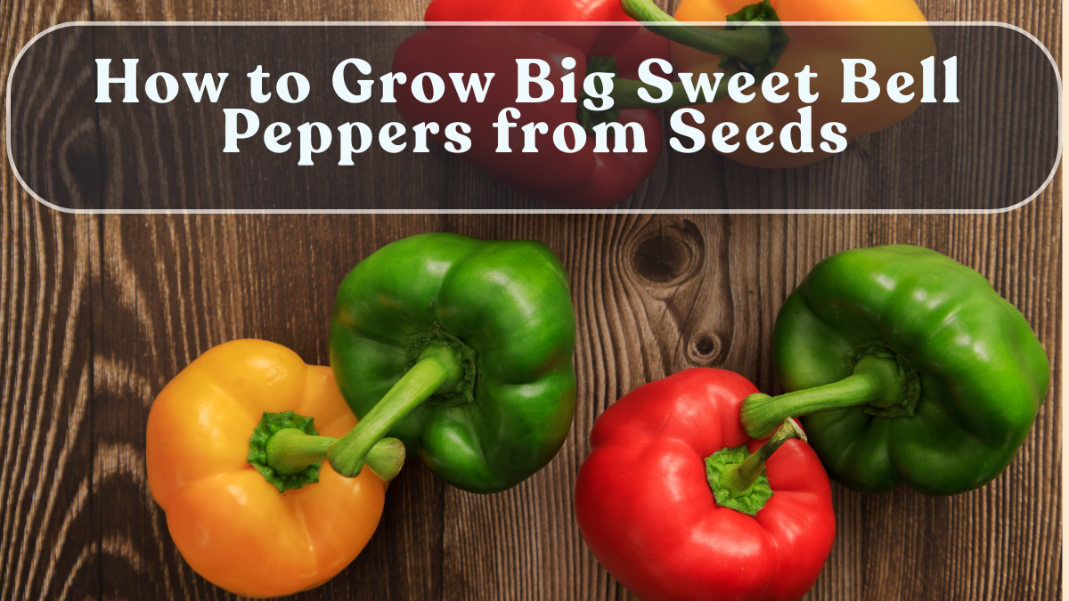 How to Grow Big Sweet Bell Peppers from Seeds