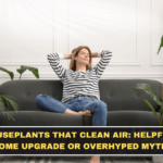 Houseplants That Clean Air: Helpful Home Upgrade or Overhyped Myth