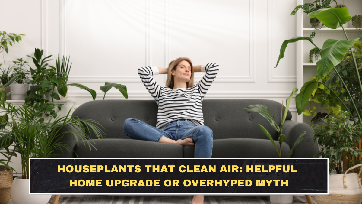 Houseplants That Clean Air: Helpful Home Upgrade or Overhyped Myth